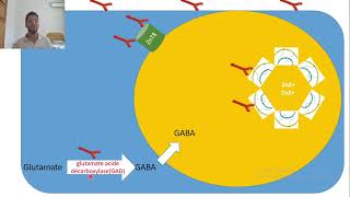 11continu pathogenese DT1 [upl. by Dej]