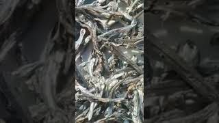 Dried anchovy shortvideo viralshort viral fyp [upl. by Eenal]