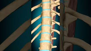 Spinalis thoracis muscle action Vertebral column Extension muscle anatomy [upl. by Kerr430]