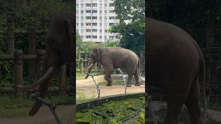 Bro začal tancovat  theulmik travel vietnam funny saigon zoo animals [upl. by Lamberto163]