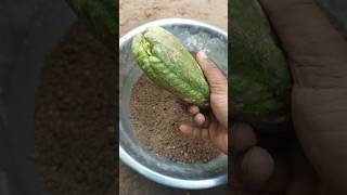 Making Eskush Seedling soil Gardening NuraeryTips Mixsoil Short Trending Eskush ViralShort [upl. by Jarnagin]