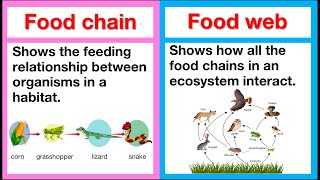 Food chain vs food web 🤔  Whats the difference  Learn with examples [upl. by Wilburn]