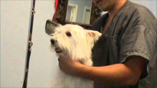 Grooming a Nervous Westie West Highland Terrier [upl. by Aiekal]