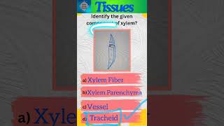 Tissues Part 11 Plant tissues  Class 9 Science  Complex permanent tissues  shorts [upl. by Andre]