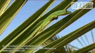 Exo Terra  Madagascar Phelsuma serraticauda Sunbathing [upl. by Anaeel]