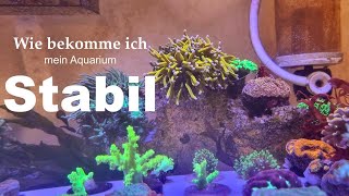 Wie ich vorgehe um mein Aquarium stabil zu bekommen [upl. by Eiramesor333]