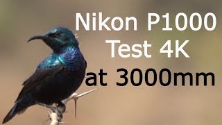 Nikon P1000 4K test Video at 3000mm [upl. by Blader]