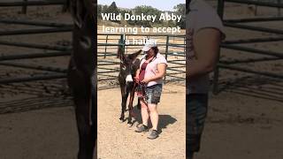 The Secret Language of Donkeys  Teaching Wild Burro To Accept Halter [upl. by Oeht7]