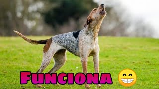 🐶 Sonidos para Perros para que Aullen 🐕 GARANTIZADO Haz que tu Perrito Aulle [upl. by Krall152]