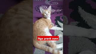 Nge prank oyen aksikucinglucu [upl. by Neil]