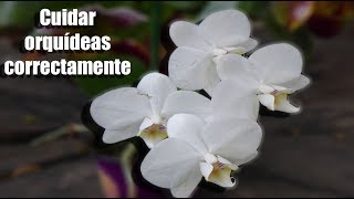 ¿Cómo se debe cuidar una Orquídea correctamente  Orquiplanet [upl. by Susette]