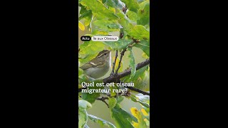 Cet oiseau est très rare en Suisse et nous lavons observé [upl. by Valaree]