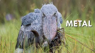 Shoebills are Metal [upl. by Aniloj508]