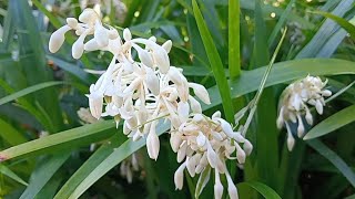 Ophiopogon Japonicus [upl. by Emad638]