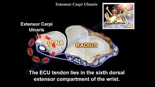 Extensor Carpi Ulnaris  Everything You Need To Know  Dr Nabil Ebraheim [upl. by Lenno507]