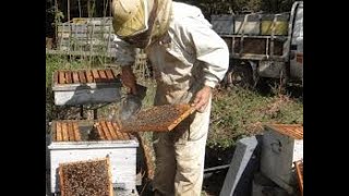 Comment élever les abeilles pour produire du miel et de la propolis [upl. by Calvert161]