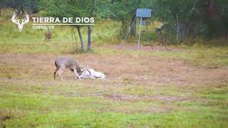 Ram and BIG Buck Fight at Tierra De Dios Ranch [upl. by Acnoib]