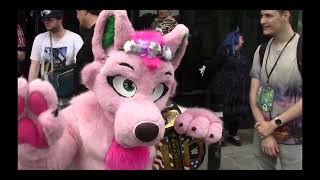 A compilation of Furries and Title Belts 3 of 4 4K [upl. by Baynebridge]