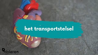 Bioleren  Het transportstelsel [upl. by Ecniv493]