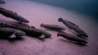 INSANE Underwater Burbot Spawning Action — HD Footage ☑️ [upl. by Singer]