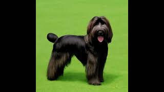 Briard canine kind Facts and information on the Briard dog breed [upl. by Ykroc488]