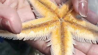 Live Starfish in Coxsbazar [upl. by Immij275]