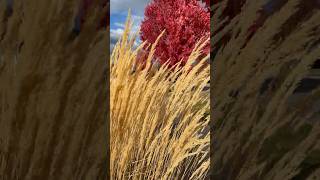 Karl Foerster Feather Reed Grass in Autumn [upl. by Lagasse]