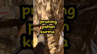 pruning pohon kurma emang bisa shorts tahukahkamu viralshort [upl. by Tami]