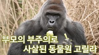 부모의 부주의로 인해 사살된 안타까운 동물원 고릴라 하람비 Harambe Gorilla [upl. by Goulette]