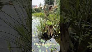 Gartenteich mit Wasserfällen Jetzt sind viele wasserpflanzen am wasserfall des Teiches angewachsen [upl. by Koeppel]