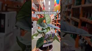 Alocasia Quicksilver plants plantsmakepeoplehappy alocasia [upl. by Frederich363]