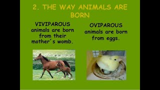 Oviparous and viviparous animals [upl. by Ahtiekahs]