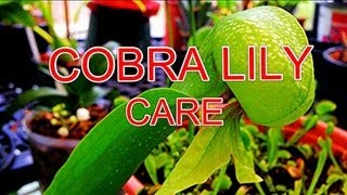 How to Tips and Tricks to Cobra Lily Care Darlingtonia Califorica Carnviorous Pitcher Plant [upl. by Denman386]