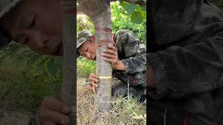 Satisfying Process Of Girdling Cherry Tree [upl. by Ronyam535]