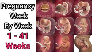 Pregnancy Week By Week  1  41 Weeks Fetal Developments OnlinePharma1 Part 4 [upl. by Amabelle]