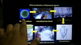 Mass production of Biocontrol agents  Trichoderma viride Pseudomonas fluorescens and Basillus sp [upl. by Ajroj557]