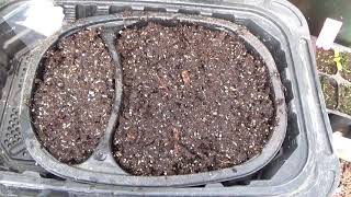 How To Start Xeranthemum From Seed And Seedlings Update [upl. by Nehtanhoj]