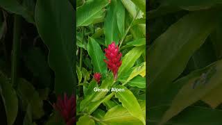 Alpinia purpurea jahemerah tanamanrimpang ensiklopediatanaman botanical [upl. by Teddy]