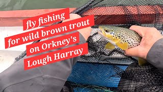 Fly fishing for wild brown trout in Orkneys Lough Harray fishing browntroutfishing troutfishing [upl. by Longwood]