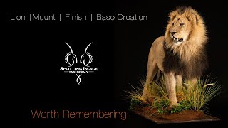 Lion Mounting  Finishing  Base Creation  Splitting Image Taxidermy [upl. by Aila]