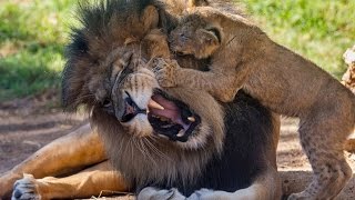 Lion Cubs Meet Dad for the First Time [upl. by Quentin]