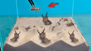 10 HORMIGAS LEÓN en un acuario vs CUCARACHA [upl. by Aihsiym]