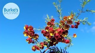 Burkes Backyard Brown Boronia [upl. by Aiekal423]