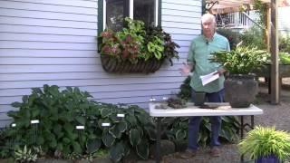 How Late in the Fall Can I Plant Hostas [upl. by Rubina]