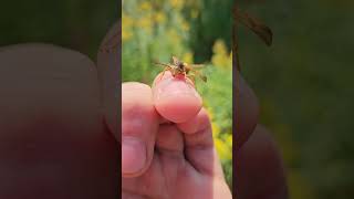 Polistes fuscatus climbing on my hand bts [upl. by Eemia]