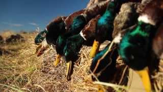 Duck Hunting Late Season In Missouri [upl. by Earley920]