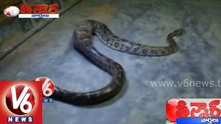 Python snake swallowed a cat spotted in a home  Teenmaar News [upl. by Aihsemek]