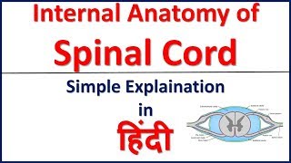 Internal anatomy of spinal cord simple explaination in Hindi  Bhushan Science [upl. by Atoel]