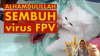 Cara Mengobati Kucing Yang Terkena Virus  Obat Kucing Virus PanleukopeniaAwas‼️Virus Mematikan [upl. by Sherrard]