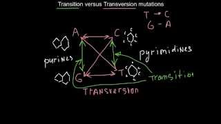 Transition versus Transversion mutations how to memorize [upl. by Sonitnatsnoc860]